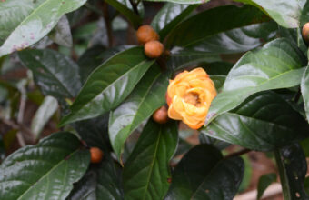 Trà hoa vàng với nhiều công dụng tuyệt vời cho sức khỏe