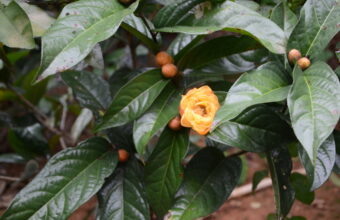 Tài liệu Quốc Tế nói về trà hoa vàng