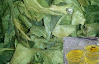 Lá trà hoa vàng khô