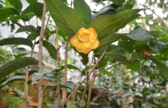 Trà hoa vàng – “Thảo dược quý” giúp kéo dài tuổi thọ