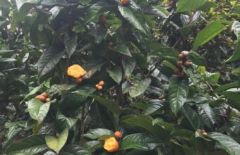 Tác dụng của lá trà hoa vàng