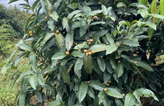 Cách sử dụng trà hoa vàng