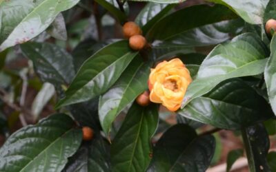 5 lý do trà và thiền nuôi dưỡng tâm hồn