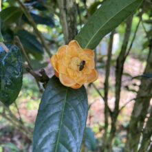 Báo cáo tóm tắt kết quả kiểm nghiệm mẫu “Trà hoa vàng túi lọc” 10/2025