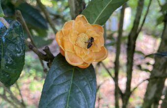 Báo cáo tóm tắt kết quả kiểm nghiệm mẫu “Trà hoa vàng túi lọc” 10/2025