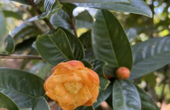 Trà hoa vàng dưới góc nhìn đông y