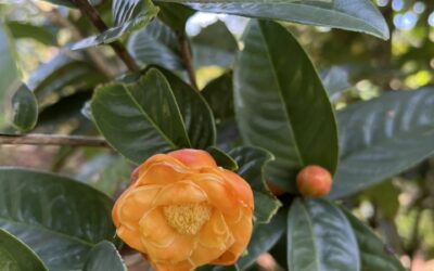 Trà hoa vàng dưới góc nhìn đông y