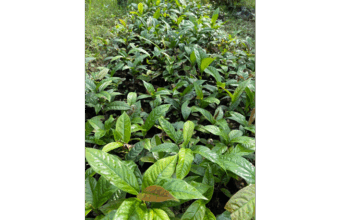 Cây giống trà hoa vàng