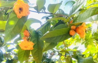 Trà hoa vàng dưới góc nhìn tây y