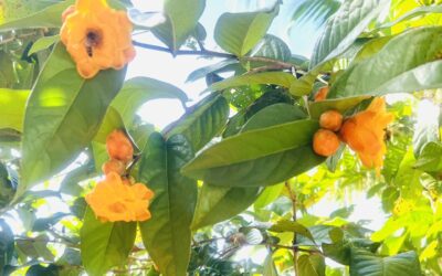 Trà hoa vàng dưới góc nhìn tây y