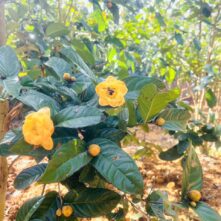 Trà hoa vàng – Công dụng, giá bán và tiềm năng kinh doanh