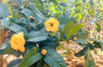 Trà hoa vàng – Công dụng, giá bán và tiềm năng kinh doanh