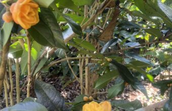 Trà hoa vàng – “độc bản” của nhà giàu