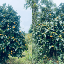 Camellia dormoyana – Trà hoa vàng quý hiếm tại Lâm Đồng