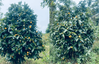 Camellia dormoyana – Trà hoa vàng quý hiếm tại Lâm Đồng