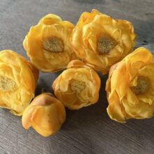 Hàm lượng polyphenol 12.2% trong Trà hoa vàng Trịnh Anh có ý nghĩa như thế nào?