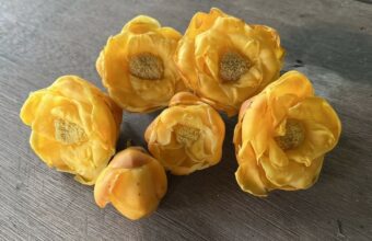 Hàm lượng polyphenol 12.2% trong Trà hoa vàng Trịnh Anh có ý nghĩa như thế nào?