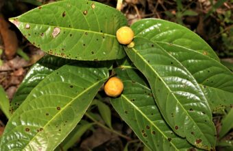 Camellia dormoyana (Pierre ex Laness.) Sealy – Loài Trà hoa vàng đầu tiên được phát hiện trên thế giới