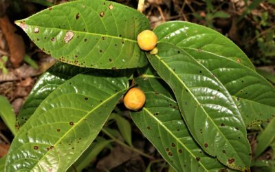 Camellia dormoyana (Pierre ex Laness.) Sealy – Loài Trà hoa vàng đầu tiên được phát hiện trên thế giới