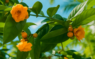 Bảng so sánh khoa học chi tiết giữa Trà hoa vàng và các nguồn polyphenol nổi tiếng khác