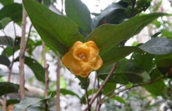 Hoa trà trong văn Kim Dung – Biểu tượng của cái đẹp không vướng bụi trần