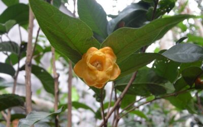 Hoa trà trong văn Kim Dung – Biểu tượng của cái đẹp không vướng bụi trần